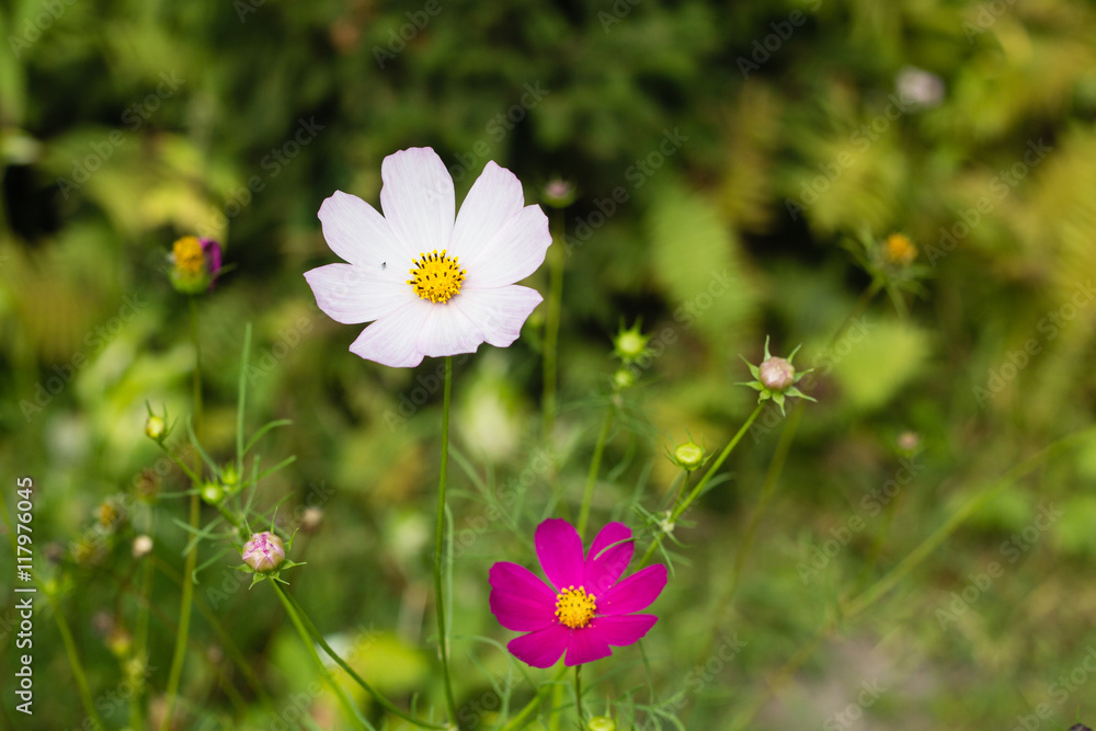 bright colorful flowers in green summer garden bright colorful flowers in green summer garden