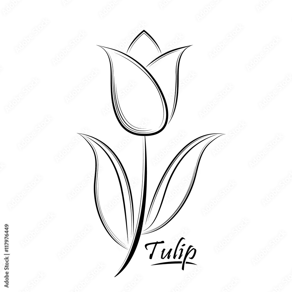 Vector black contour of a tulip flower isolated on a white backg Stock