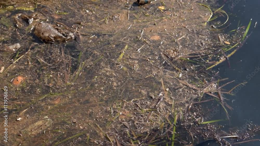 Pollution of the sea surface.
Pollution of the sea surface.
