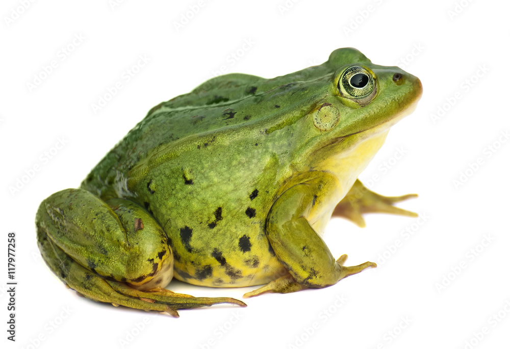 Rana esculenta. Green ,European or water, frog on white background. Rana esculenta. Green ,European or water, frog on white background.