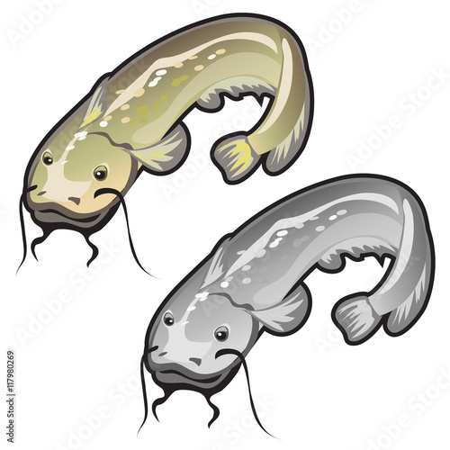 Two large well-fed and fatty whiskered catfish