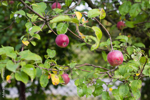 apples on the branch of a tree in autumn orchard
