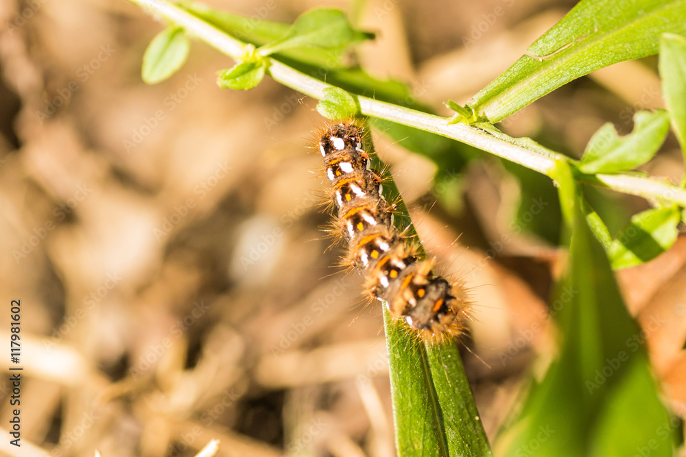 caterpillar