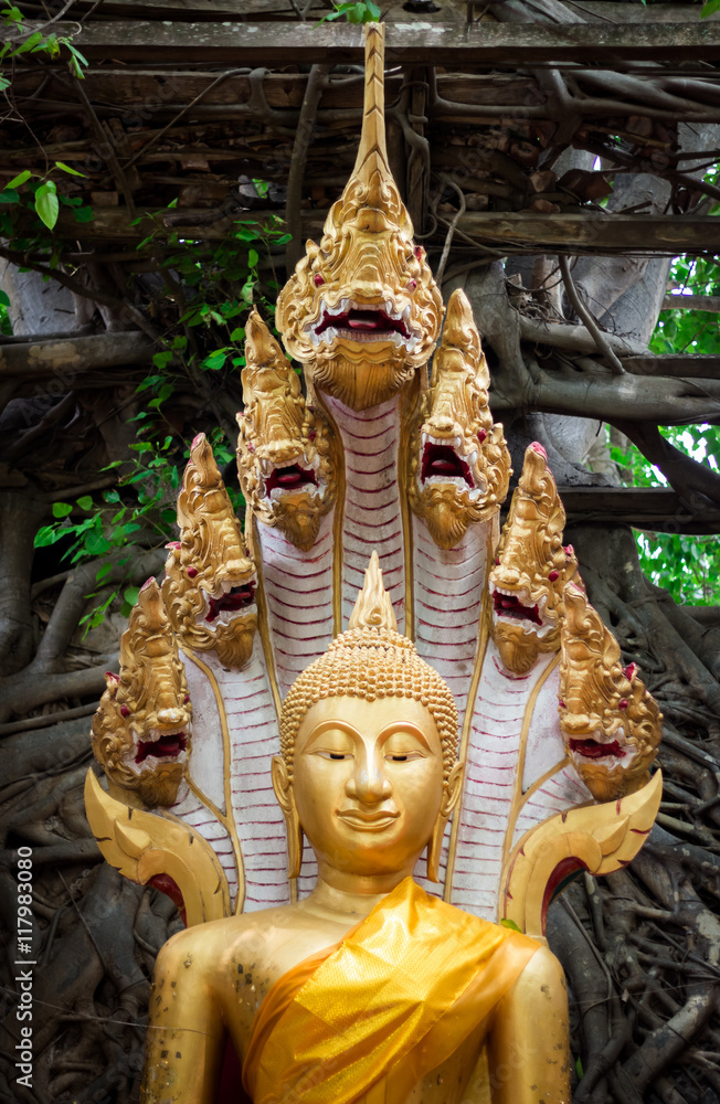 Fototapeta premium Gold color of Buddha statue with Serpent on forest background at