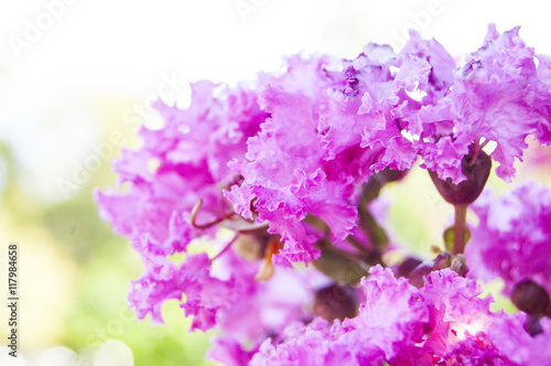Macro Fuchsia petal flowers on blur background