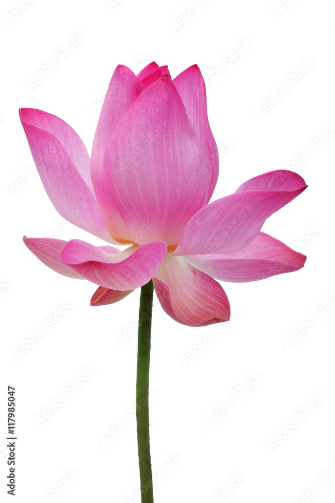 lotus flower isolated on white background. lotus flower isolated on white background.