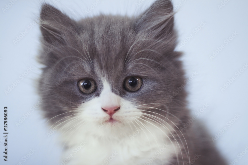 Muzzle kitten close-up Muzzle kitten close-up
