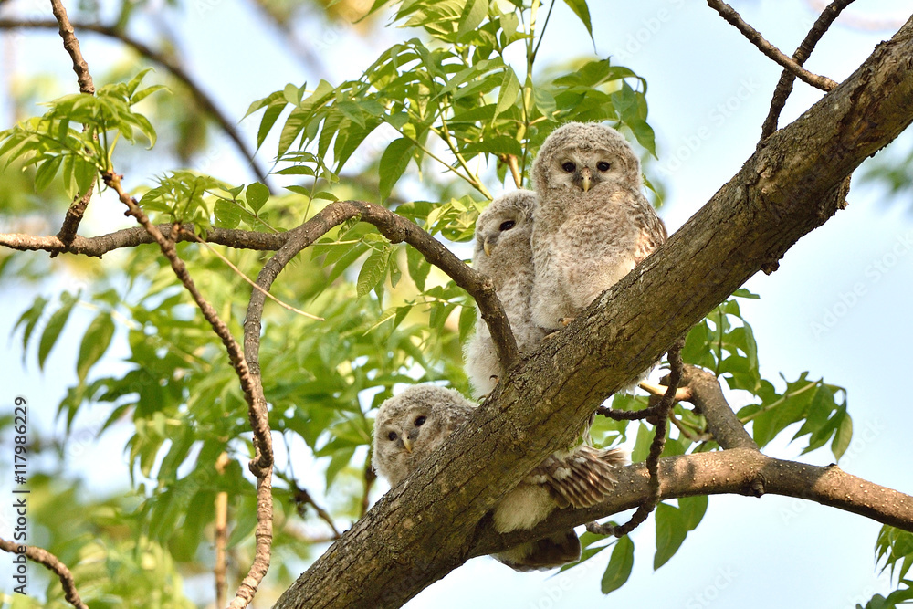 Fototapeta premium エゾフクロウの子供