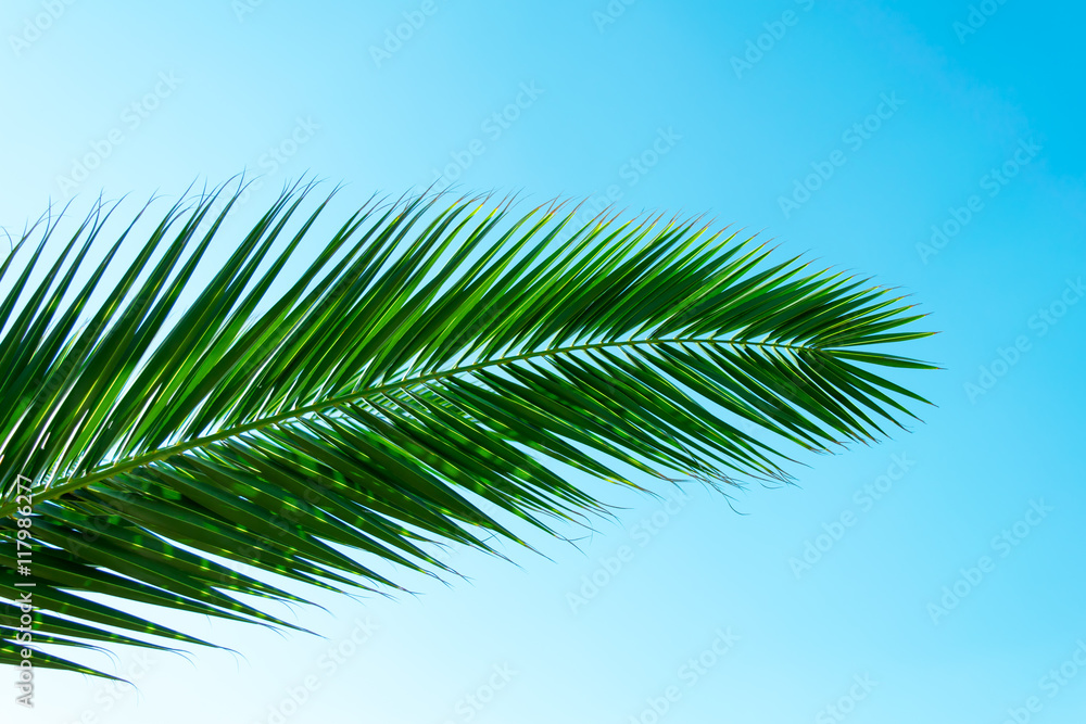 Palm tree leave on a blue sky. Palm tree leave on a blue sky.