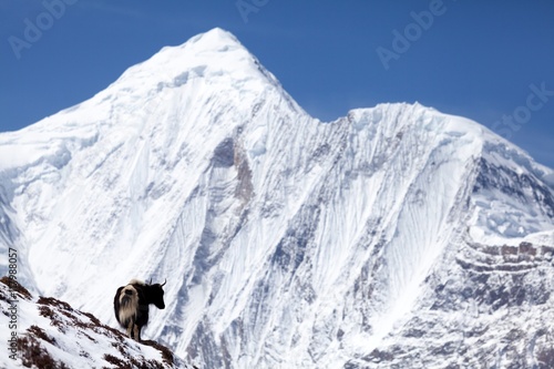 Himalayan yak with snow mountain (Annapurna II) in background, Annapurna Circuit, Manang, Nepal