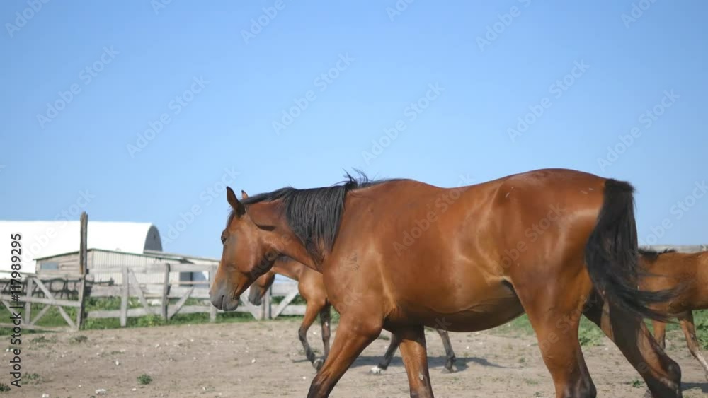 Brown horse is walking at farm. Stallion galloping and wagging tail. Group of horses on the background. Close-up Brown horse is walking at farm. Stallion galloping and wagging tail. Group of horses on the background. Close-up