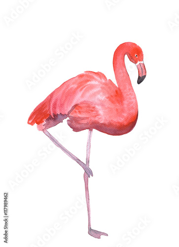 Pink flamingo isolated