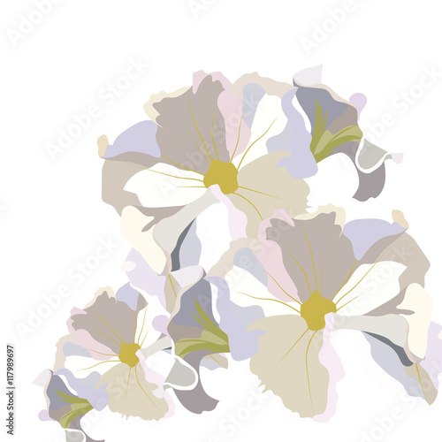 Fototapeta Naklejka Na Ścianę i Meble -  Vintage Delicate White geranium Flower isolated. Vector floral elements for weddings, Mother's day, International Women day  or Birthday