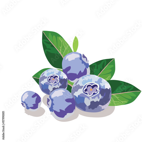 Blueberry or bilberry fruits isolated on white Vector