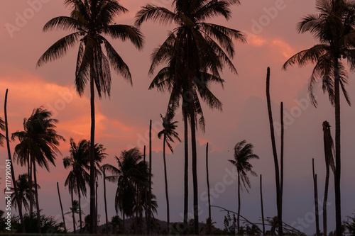 Sunlight color at sunset  Black silhouette of a coconut tree