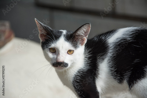 black and white color cat thai 