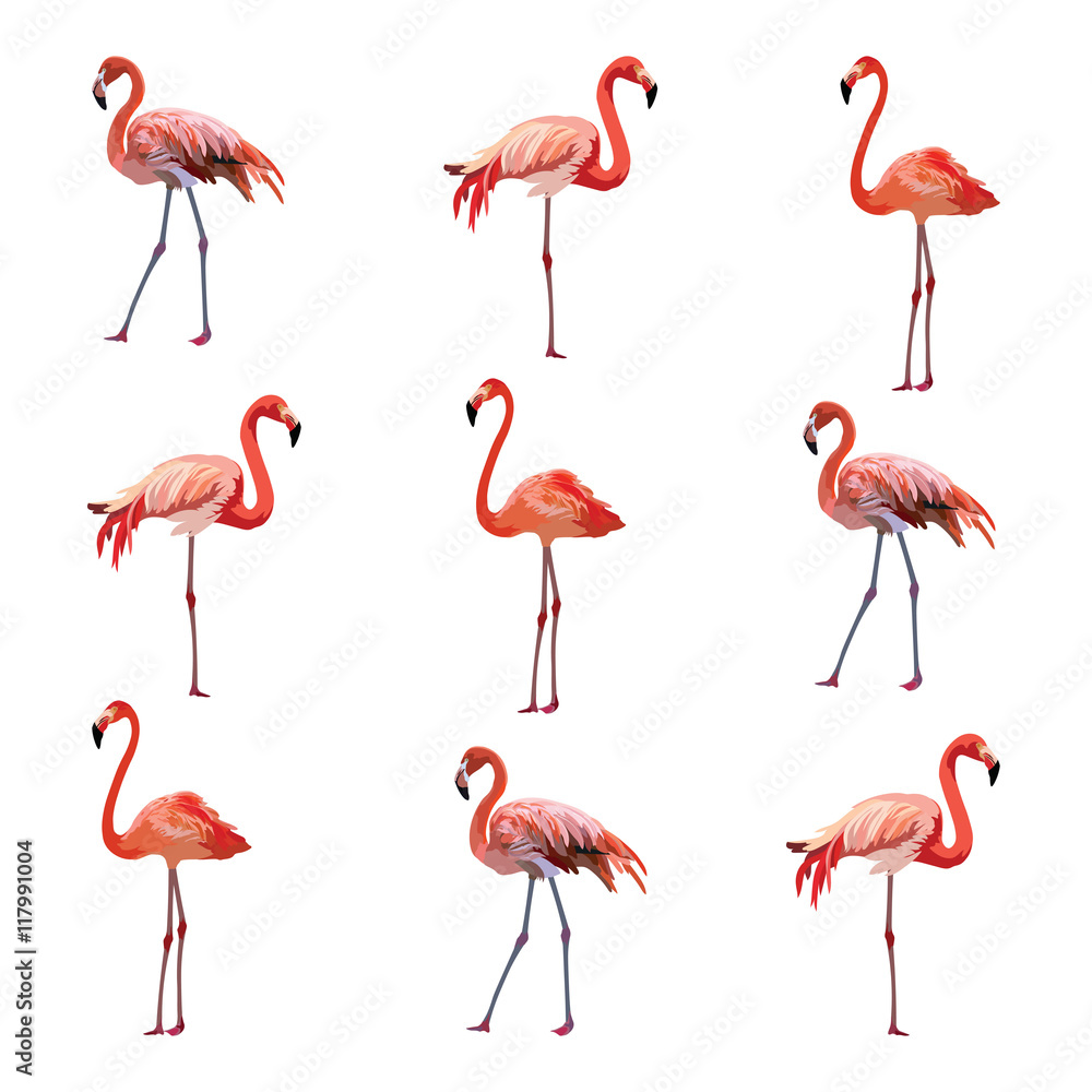 Fototapeta premium Flamingo birds pattern Vector