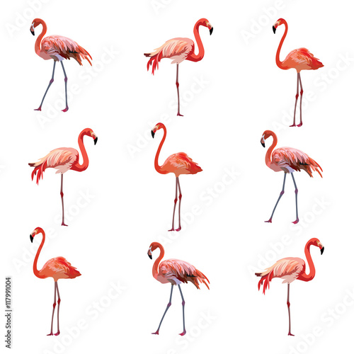 Flamingo birds pattern Vector © castecodesign