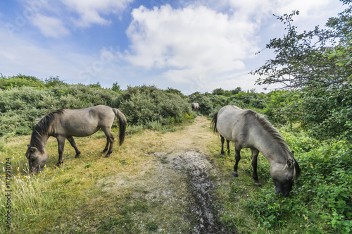 Holland, Zeeland, Walcheren, Nature Park near Oostkapelle, wild horses photo