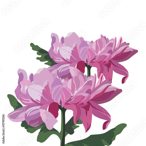 Chrysanthemum Flower isolated on white. Vector watercolor flower