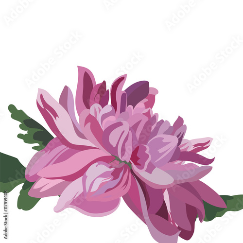 Chrysanthemum Flower isolated on white. Vector watercolor flower