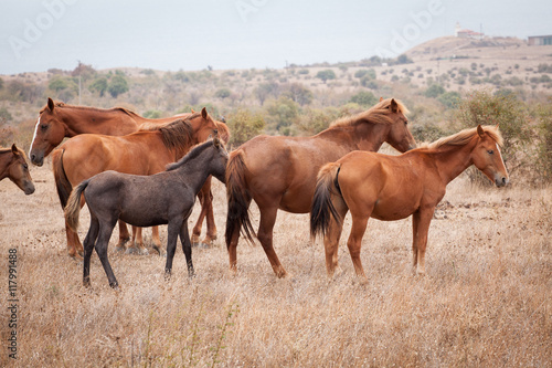 Herd of Wild Horses