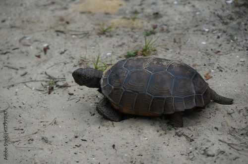 gopher tortoise on the sand