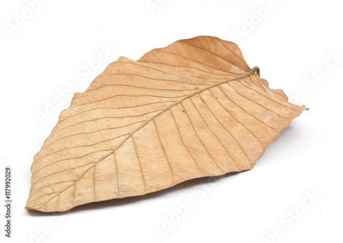 dry leaves isolated