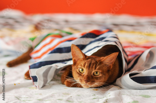 Purebred abyssinian cat lying on couch photo