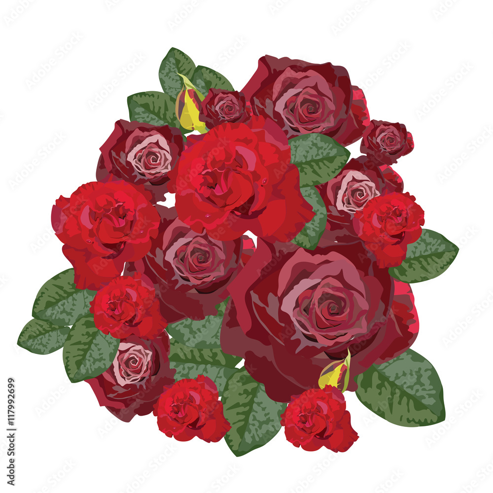 Fototapeta premium Delicate Red Rose isolated. Vector rose flower for background greeting cards and invitations of the wedding, birthday, Valentine's Day, Mother's Day