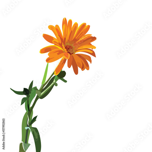 Beautiful Aster flower isolated on white Vector. Spring Summer Flower for greeting cards and invitations of wedding, birthday, mother's day and other seasonal holiday