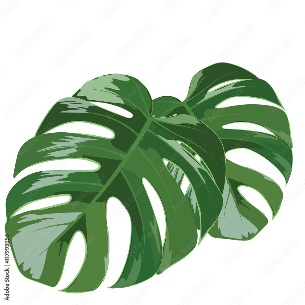 Obraz Palm tree leaves isolated Vector. Exotic background