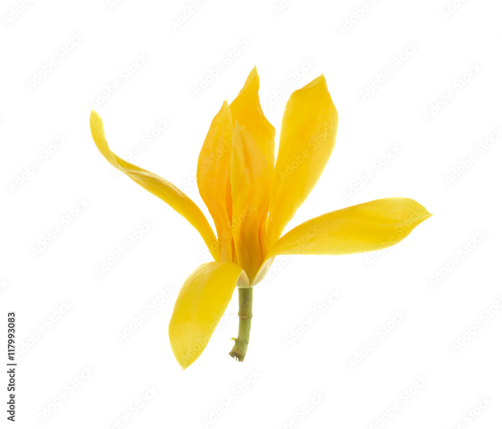 Naklejka premium Thai Champaka flower on white background