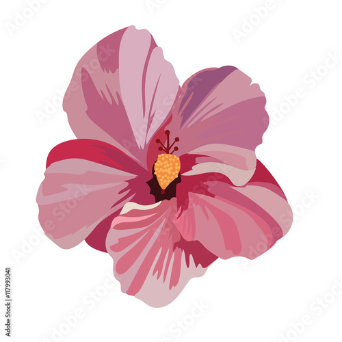 Tropical pink flower isolated on white Vector