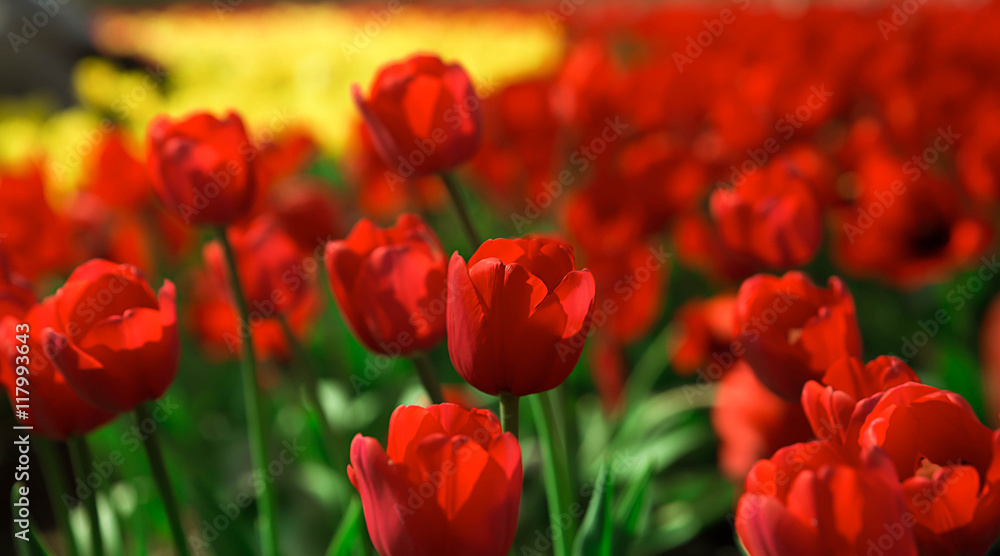 Tulips beautiful red tulips, tulips colorful tulips in the sprin Tulips beautiful red tulips, tulips colorful tulips in the sprin
