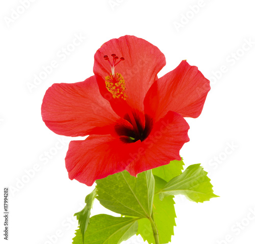 Hibiscus flower isolated on white background