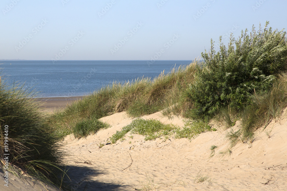 Sandy dunes with Marram grass (Ammophila arenaria) Sandy dunes with Marram grass (Ammophila arenaria)