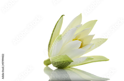 water lily white Lotus isolated on white background photo