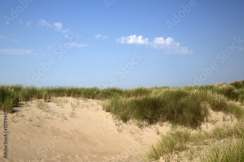 Sandy dunes with Marram grass (Ammophila arenaria)