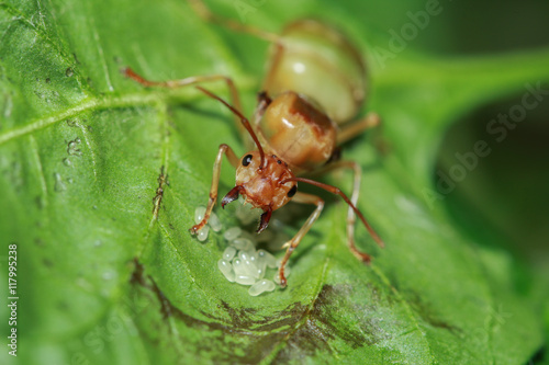 Weaver ant queen guarding her eggs © topgunza