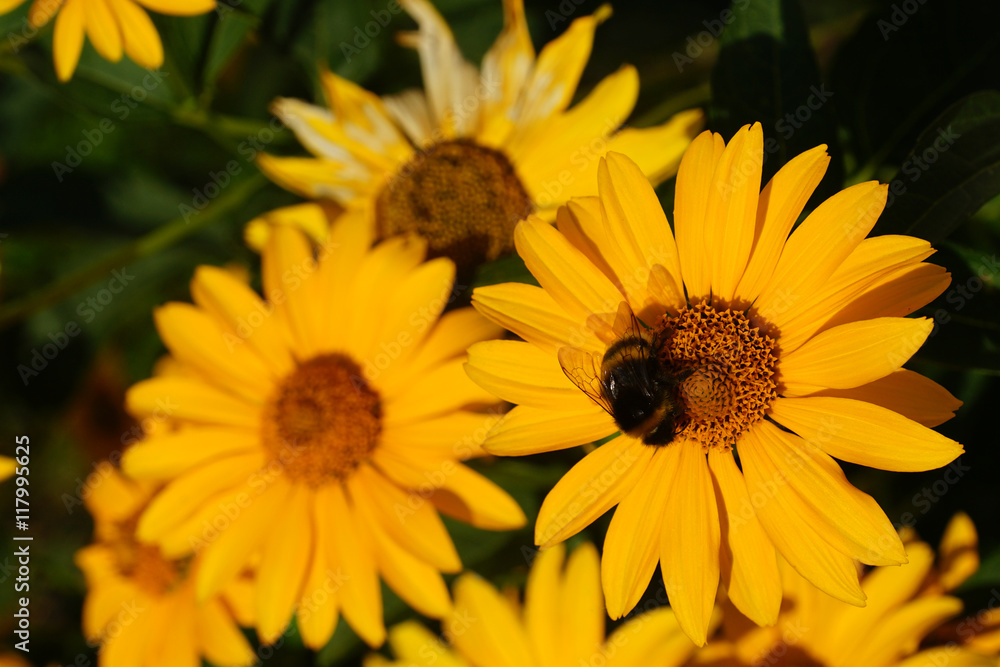 yellow daisy yellow daisy
