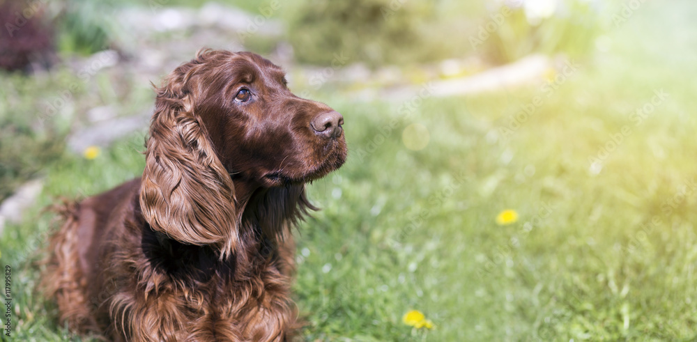 Banner of a cute Irish Setter as looking in the grass