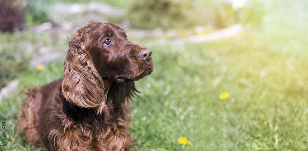 Banner of a cute Irish Setter as looking in the grass Banner of a cute Irish Setter as looking in the grass