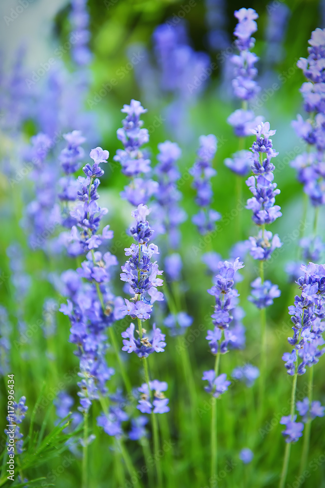 lavender flowers on a summer day. in the foreground of the stalk of lavender in the background blurred image natural summer background.
lavender flowers on a summer day. in the foreground of the stalk of lavender in the background blurred image natural summer background.