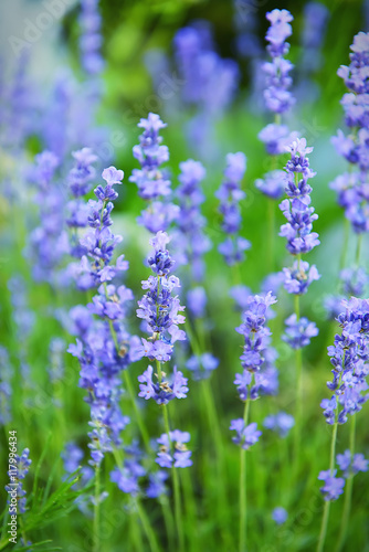lavender flowers on a summer day. in the foreground of the stalk of lavender in the background blurred image natural summer background. 