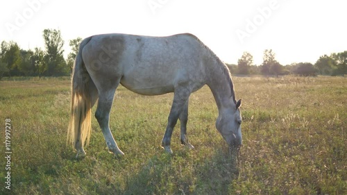 White horse grazing on the meadow. Horse is walking and eating green grass in the field. Close up