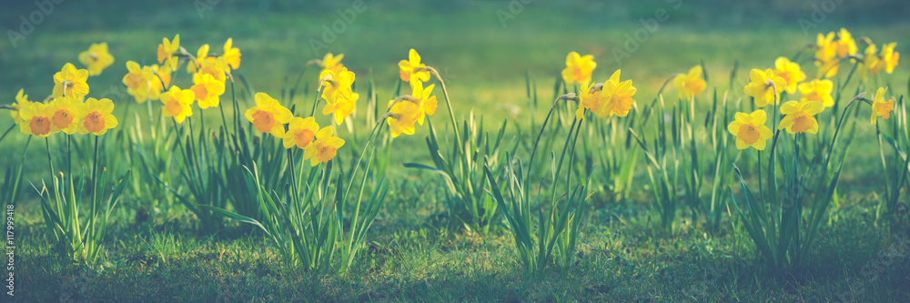 Obraz premium Beautiful flowers of yellow daffodils
