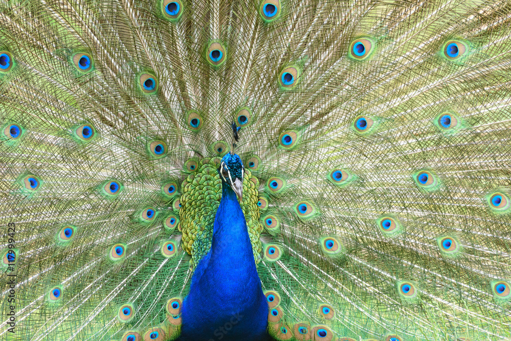Obraz premium peacock turns a wheel - Pfau schlägt ein Rad