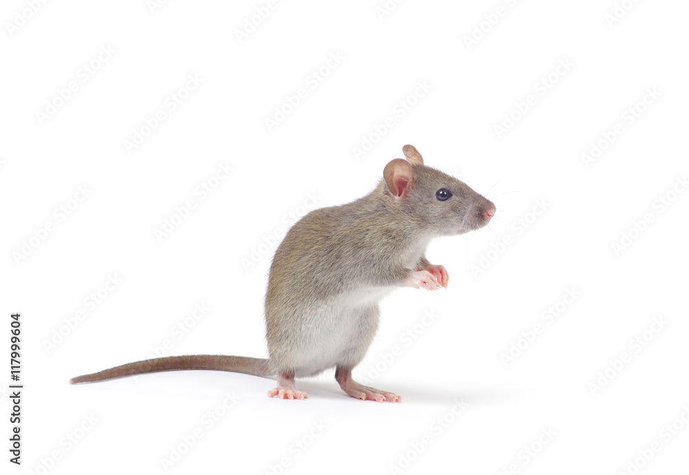 rat rat