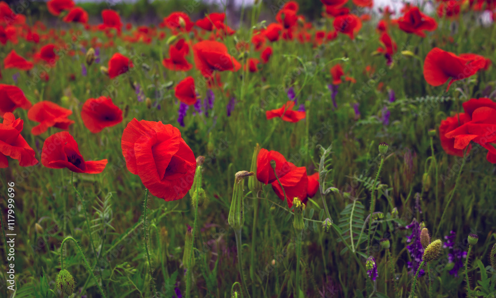 wild flowers poppies in a field with grass wild flowers poppies in a field with grass